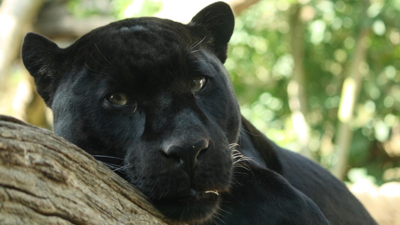 animal, panther, leopard, jaguar, cat, 1080P, animals, big, black