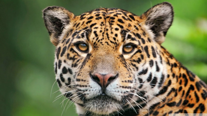feline, no people, jaguars, animal markings, leopard, brown, animal themes, big cat, spotted, day, animal body part, undomesticated cat, animals, one animal