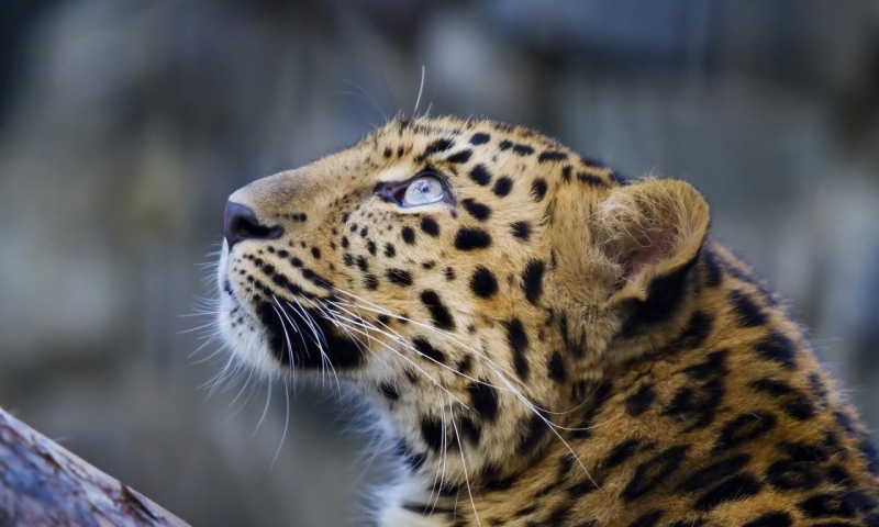 focus on foreground, cat, vertebrate, whisker, animal head, animal, looking away, zoo, black, leopard, no people, animals in the wild, carnivora, looking