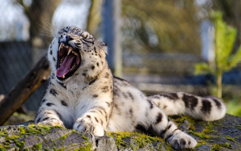 animal wildlife, mouth, yawning, day, animals, mouth open, animal mouth, animal themes, no people, facial expression, focus on foreground, big cats, animal