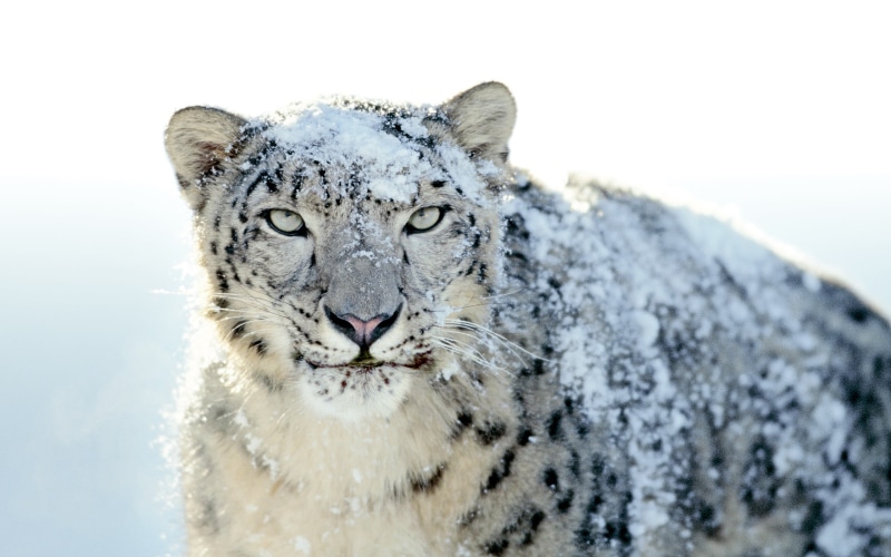 big cats, white tiger, animal themes, leopard (animal), snow leopards, animal body part, winter, animals, animals in the wild, cat, animal, no people, 2K