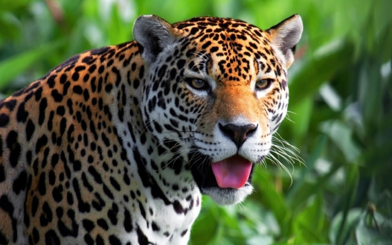 leopard, animals, feline, big cat, aggression, 1080P, portrait, carnivora, animal markings, animal, tongues, black, whisker, close-up, jaguars, cat, animal head