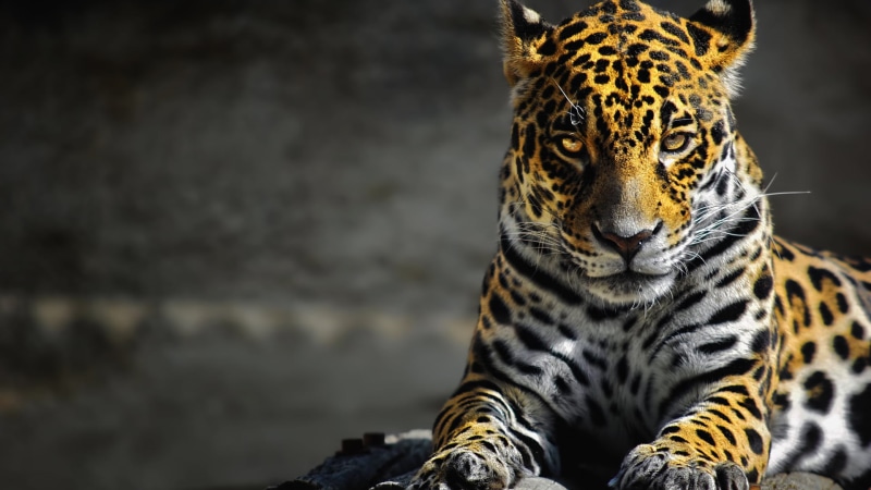 1080P, animals, tilt, undomesticated cat, animal wildlife, photography, portrait, jaguars, animal head, zoo, one animal, animal, looking at camera, focus on foreground