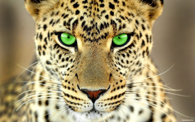 leopard (animal), green eyes, animals, big cats, 1080P