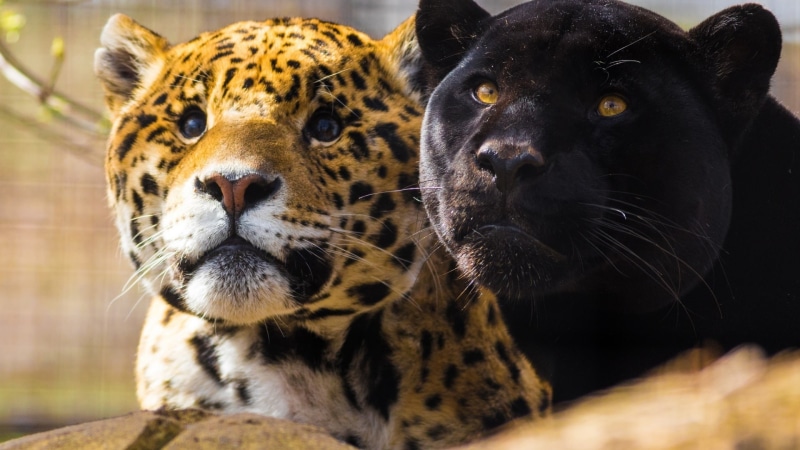 big cats, animals, panthers, 1080P, jaguars