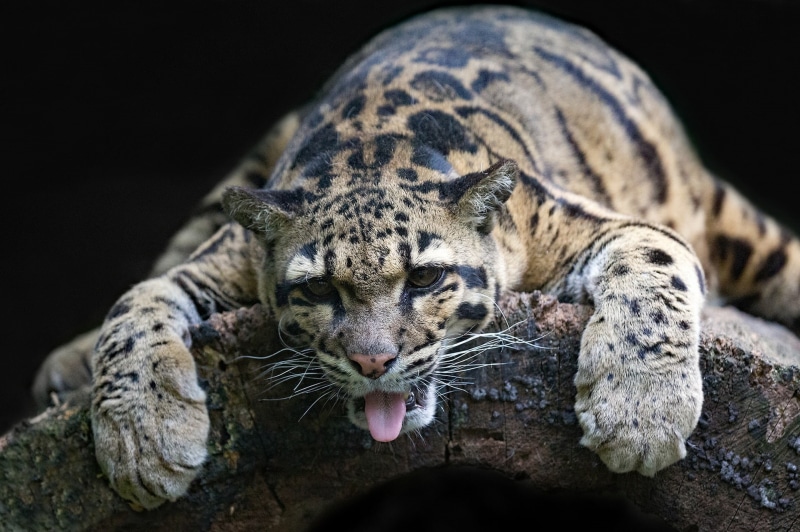 animal themes, one animal, animal wildlife, mammal, big cats, aggression, lying down, young animal, leopard, cat, 1080P, animal, no people, animals in the wild