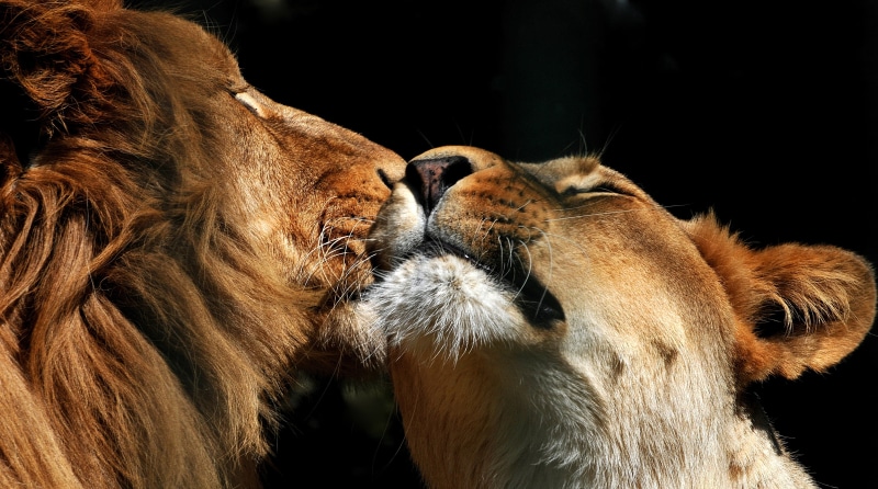 wildlife, cat, couple, love, 4K, predator, lion, big