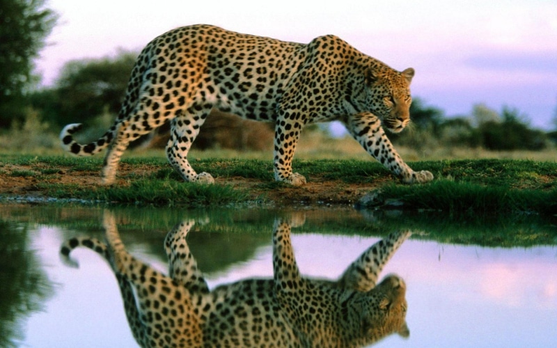 2K, cats, resolution, leopard, high