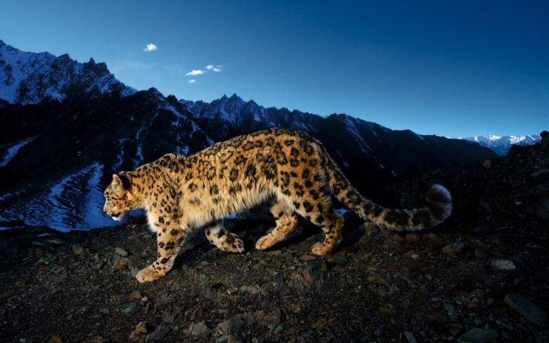leopard, survival, landscape, black, nature, spotted, blue, brown, no people, 2K, snow leopards, animals, carnivora, snow leopard, one animal, big cats