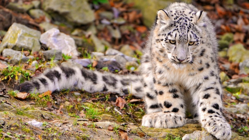 leopard (animal), leopard, print, textile, black, cat, solid, one animal, cheetah, land, no people, day, feline, animals, animals in the wild, nature, snow leopards