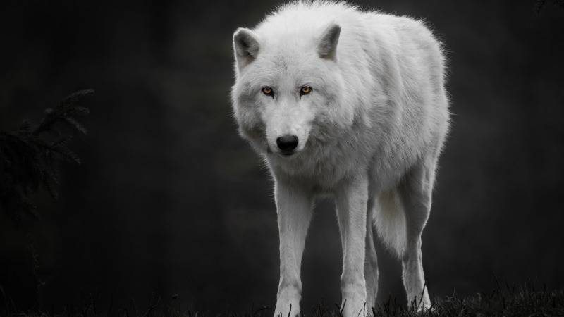 animal wildlife, alaskan tundra wolf, looking, vertebrate, land, animal, day, outdoors, black and white, white color, focus on foreground, white wolf, forest