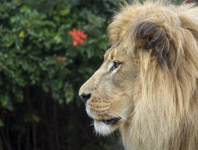 beige, 4K, carnivore, big Cat, animals In The Wild, Lions, mammal, nature, san  francisco  zoo, africa, undomesticated Cat, selective, mane, wildlife