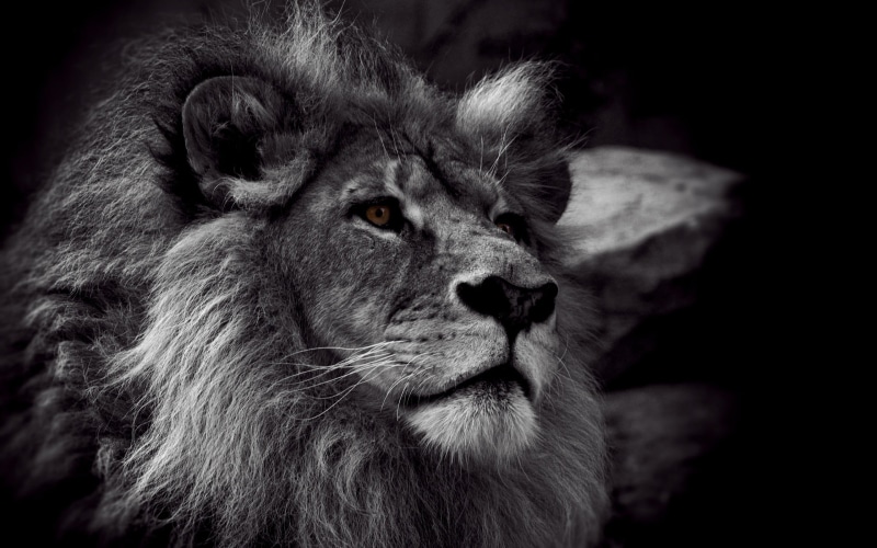 mammal, black background, grayscale, animal body part, male animal, animal wildlife, looking away, focus on foreground, cat, whisker, no people, monochrome