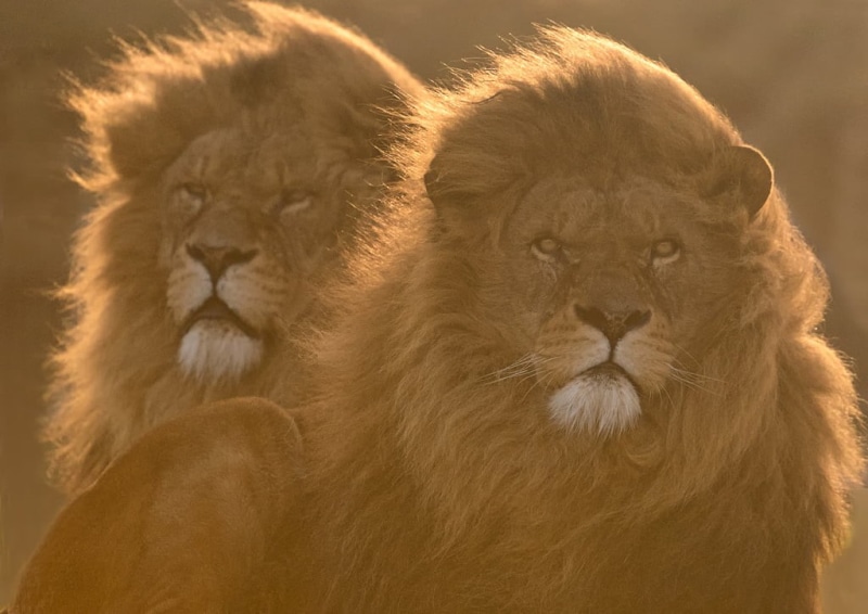 big Cat, two, africa, mammal, animals In The Wild, undomesticated Cat, wildlife, carnivore, male Animal, photography, large, feline, safari, safari Animals