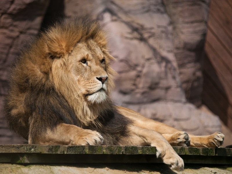 Male, feline, wildlife  zoo, carnivore, wooden, mane, outdoors, captivity, Colchester Zoo, lion - Feline, 2K, board, undomesticated Cat, safari Animals