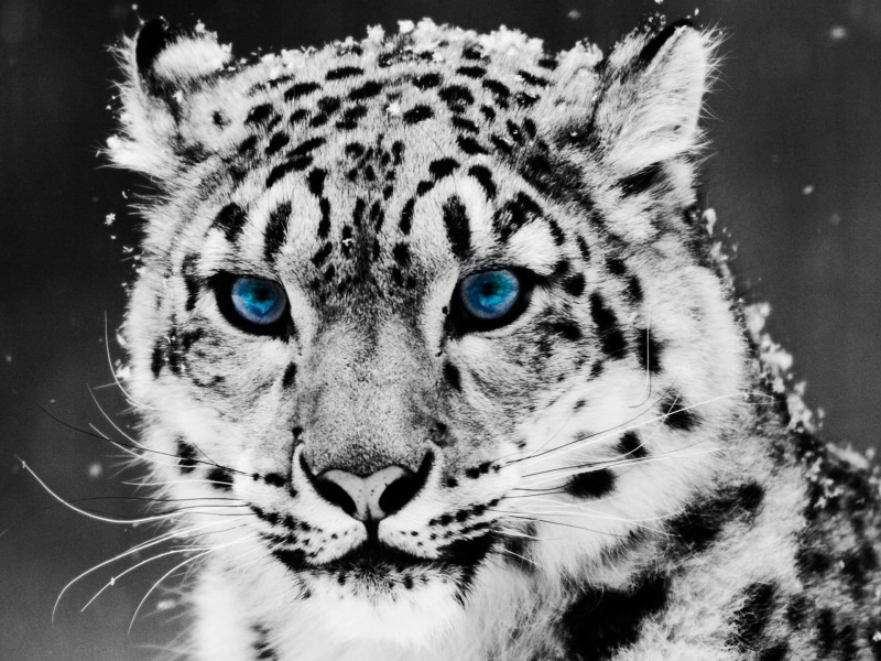 animal markings, portrait, no people, big cats, feline, animal, animal head, snow leopards, whisker, animal wildlife, pets, vertebrate, looking at camera