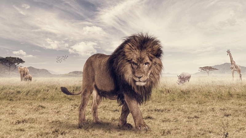 Savanna, Lion, Animals, 1080P