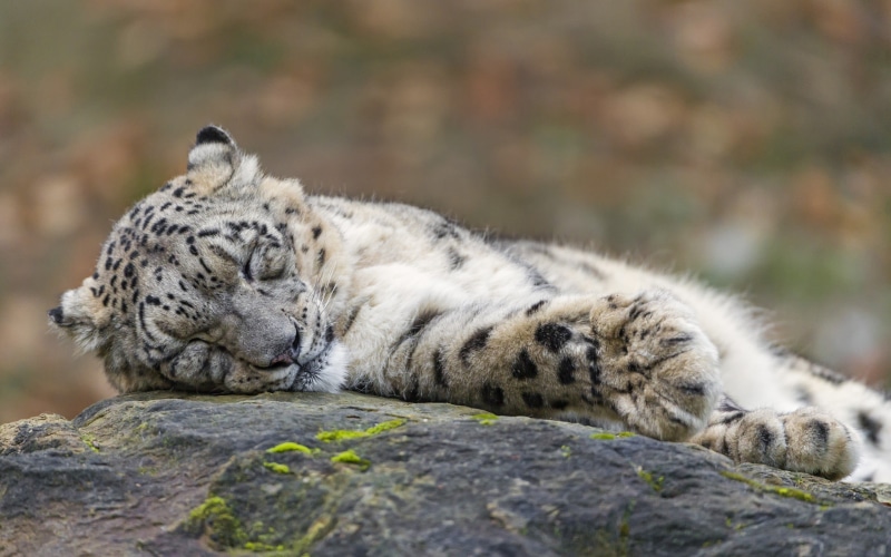 surface level, black, rock - object, resting, vertebrate, mammal, day, cat, solid, big cat, animals, no people, feline, tabby, nature, animal wildlife