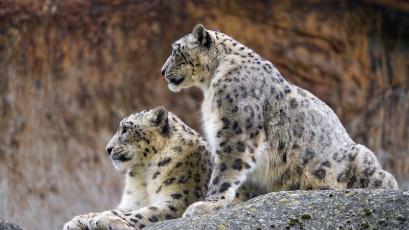 leopard (animal), outdoors, carnivora, day, white, animal wildlife, wildlife, mouth open, snow leopards, focus on foreground, leopard, profile, print, vertebrate