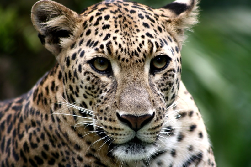 mammal, wildlife, feline, closeup, malaysia, animal, carnivore, undomesticated Cat, spotted, selangor, zoo  negara, africa, big Cat, nature, endangered Species