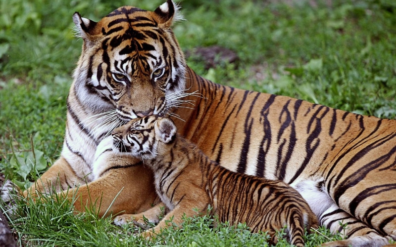 baby, endangered Species, bengal Tiger, cat, animal, tigris River, feline, wildlife, lying down, asia, striped, plant, big Cat, looking, down, carnivora