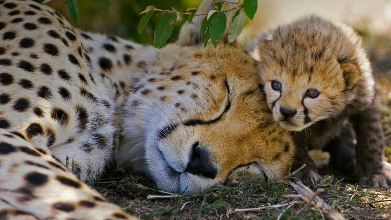 animal, wild cat, big cat, gepard, 1080P, wild