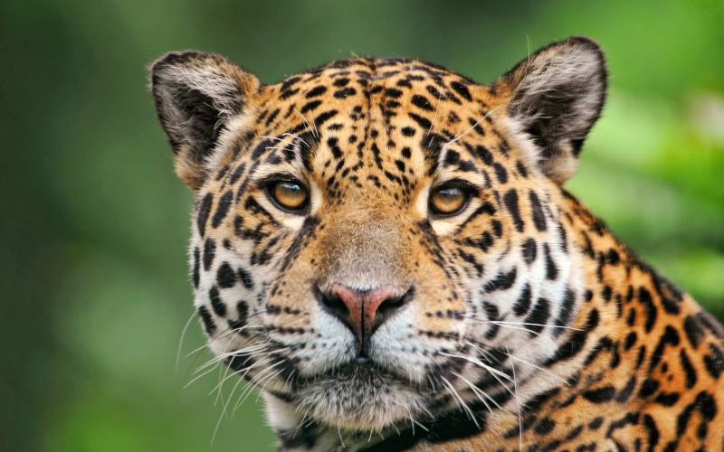 wildlife, 2K, big cats, green, animals, leopard (animal)