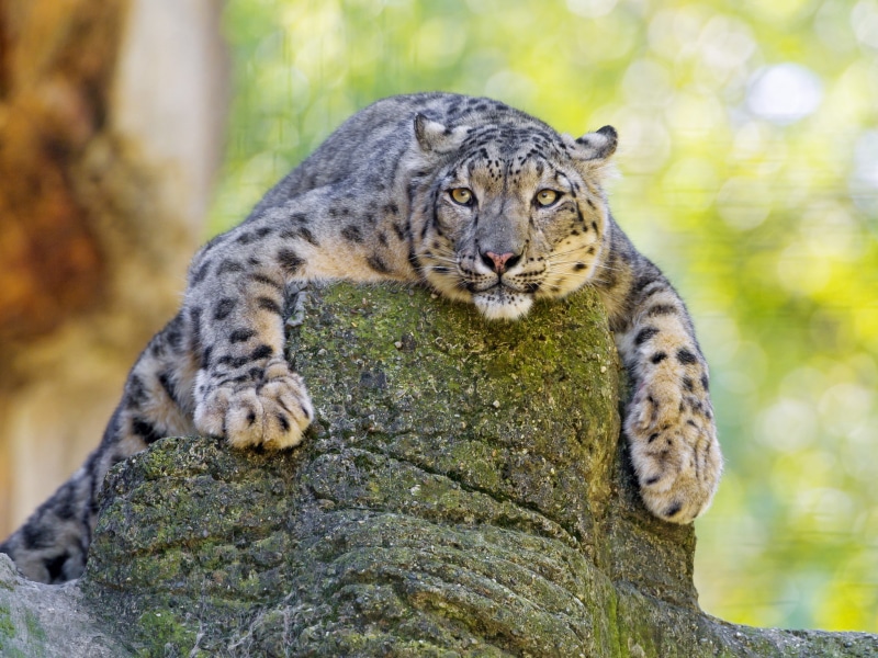 snow leopard, 1080P, big cat, stone, leopard, carnivore, snow
