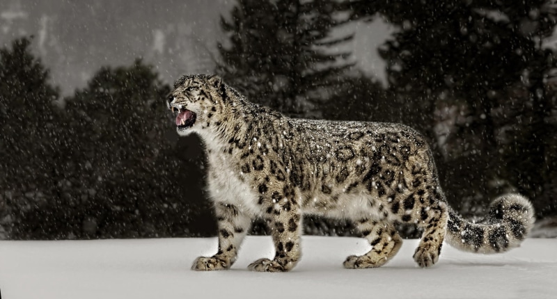 winter, leopard, Animal, snow leopard, Nature, 1080P, snow