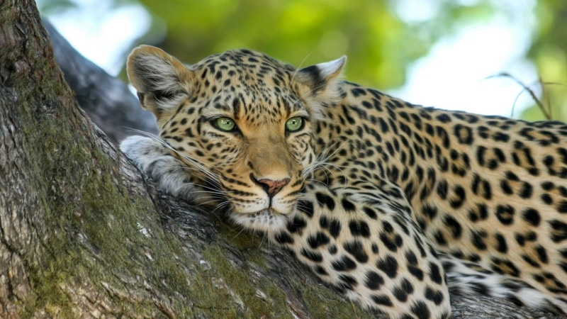 portrait, whisker, carnivora, undomesticated cat, tree, relaxation, vertebrate, Botswana, outdoors, one animal, big cats, day, no people, looking at camera