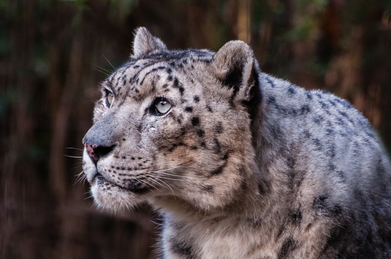 danger, animal, Nikon, large, 1080P, carnivore, snow, mammal, Light, animals In The Wild, undomesticated Cat, animal Head, fur, snow leopard, leopard