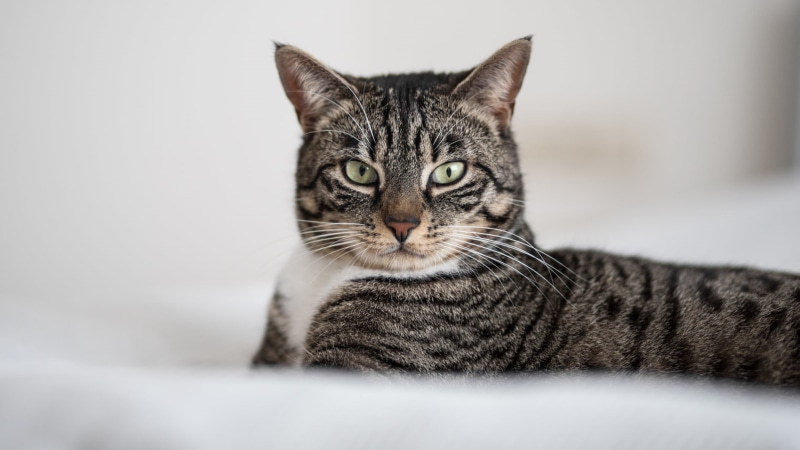 white, domestic Animals, katze, 1080P, feline, tabby, My Beauty, whisker, cute, silver Tabby, looking, young Animal, textile, Tabby cat, nelly, kitten