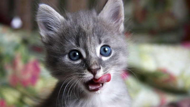 catling, 1080P, kitten, animals, cute, kitty, cat