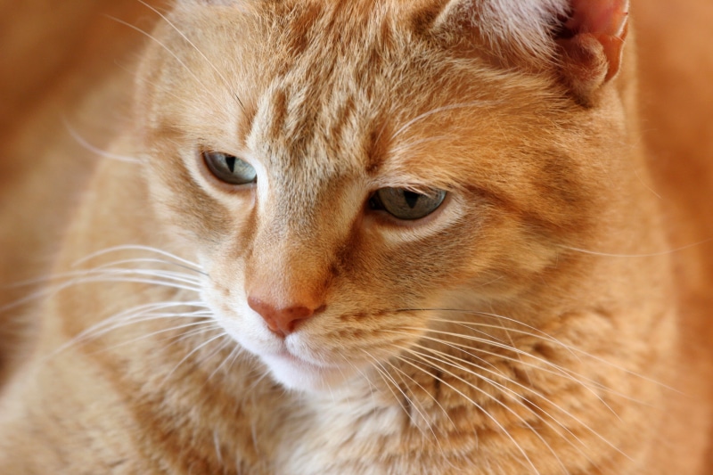 cat, tabby, orange  tabby, Tabby Cat, kat, kitten, pets, orange, mammal, cute, 2K, feline, Orange Tabby, katze, chat, domestic Cat, male, whisker, domestic Animals