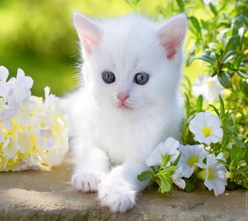 eyes, cat, blue, kitty, 720P, baby, animal, cute, flower, white