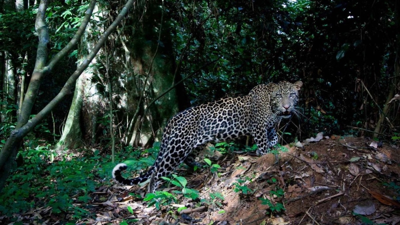 feline, animal themes, big cats, big cat, textile, mammal, outdoors, animals in the wild, tree, land, vertebrate, no people, animal wildlife, print, leopard