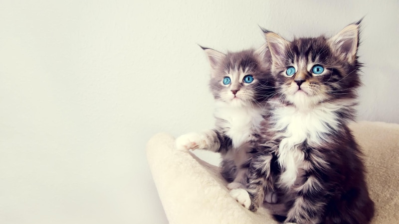 cat, cats, 1080P, kitten, cute, animals, blue eyes, kittens, tabby cat