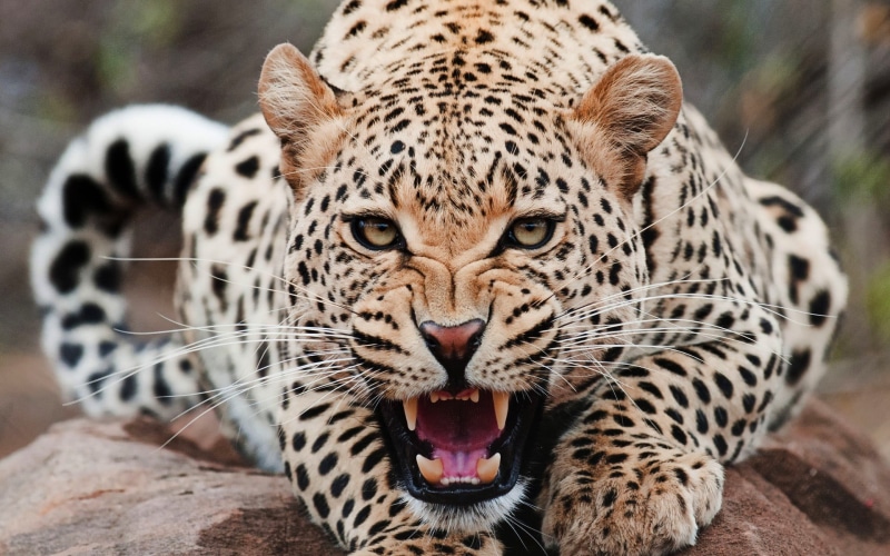 mouth open, feline, outdoors, looking at camera, focus on foreground, carnivora, mouth, animals in the wild, zoo, no people, day, animal tongue, mammal