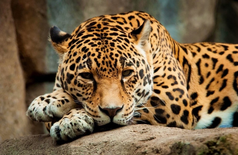 big cats, leopard (animal), leopard, 720P, feline, animals
