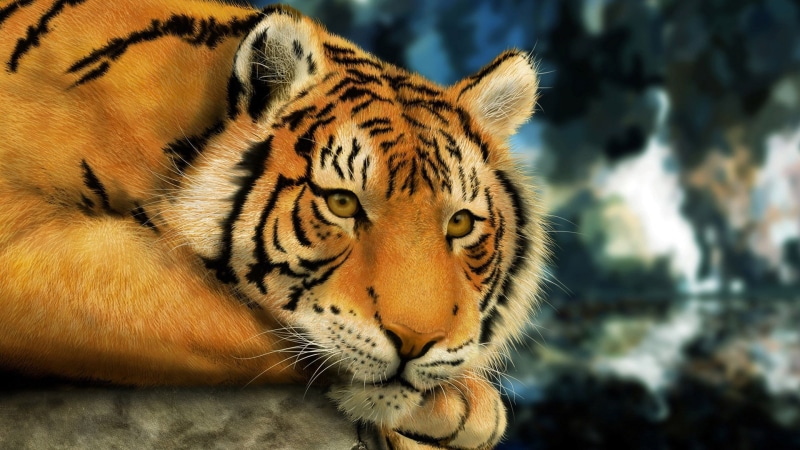 animal themes, beast, outdoors, wild, vertebrate, mammal, one animal, feline, close-up, safari, zoo, animal head, stripes, domestic cat, cats, focus on foreground
