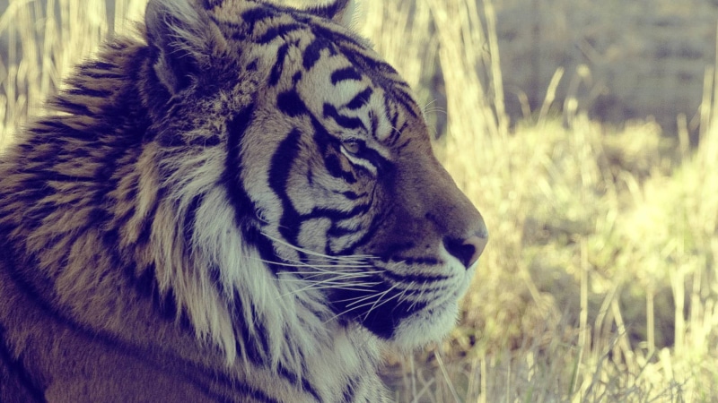 1080P, equine, hunter, head, nose, safari, fur, eye, stripes, zebra, cat, mammal, animals, wildlife, tiger, carnivore, jungle, big cat, striped, zoo, cute