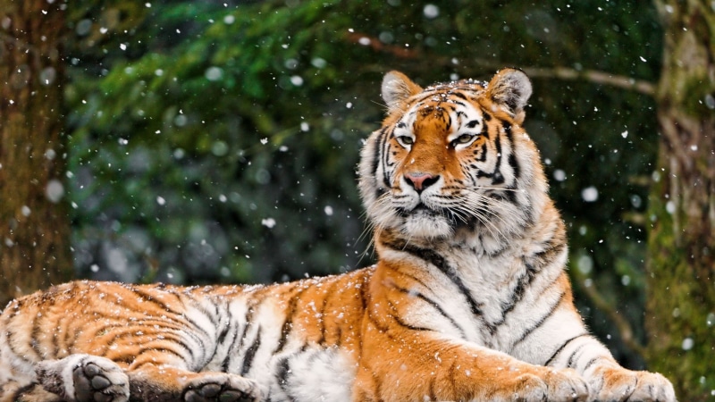 safari, predator, eye, hunt, mammal, dangerous, head, fur, animal, africa, big cat, beast, bengal, nose, wild, tiger, hunter, zoo, carnivore, animals, feline