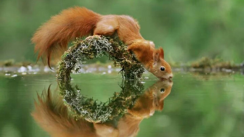 fox squirrel, drinking, animal themes, wildlife photography, mammal, wildlife, fauna, lake, animals in the wild, cute, waterfront, 1080P, snout, one animal
