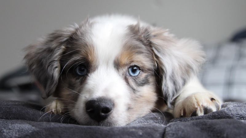 whiskers, 4K, fur, blue eyes, snout, cute, dog, border collie, nose, puppy