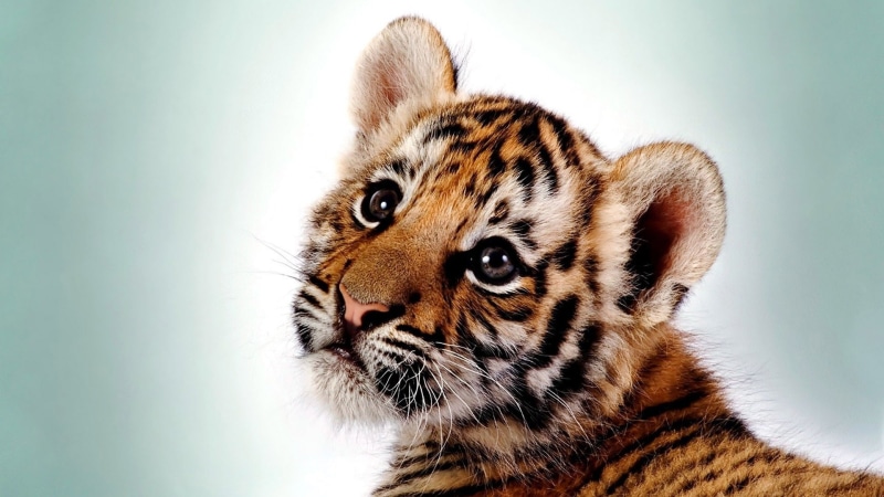 looking, cute, wildlife, pet, mammal, pets, vertebrate, furry, domestic, leopard, animals, predator, baby, fur, tiger, 1080P, wild, eye, cat, kitten, big cat