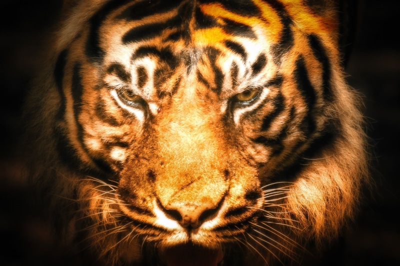 Classic, animals In The Wild, wildlife, zoo, animal, Bengal Tiger, Elite.Club, endangered Species, parc des félins, 720P, feline, safari Animals, carnivore