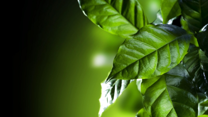 coffee leaves, close up, leaves, 8K, 8k uhd, 8k, green leaves, green