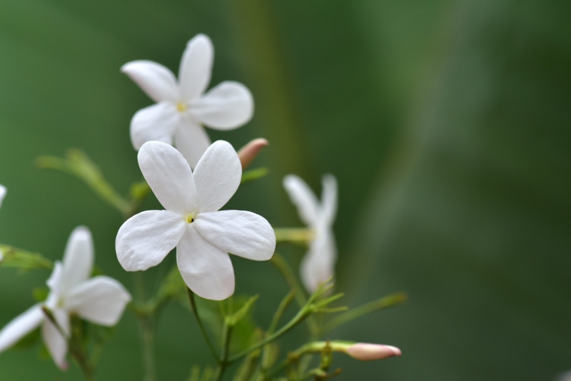 growth, freshness, summer jasmine, jasmine flower, flower, tender, petal, green color, garden, vulnerability, jasmin, smell, outdoors, star, white, day