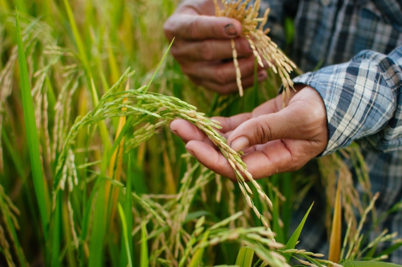 countryside, rice - Cereal Plant, agriculture, cultivated, green, harvesting, person, ripe, culture, human body part, asia, farm, hands, food, human Hand