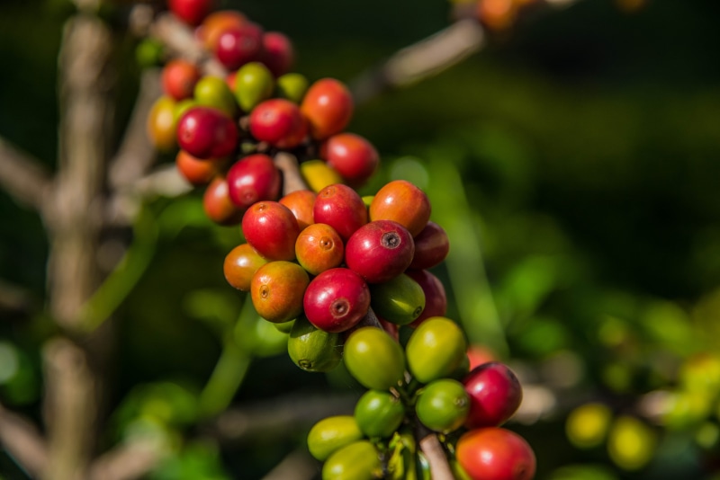 outdoors, healthy eating, plantation, agriculture, leaf, berry fruit, food and drink, day, no people, close-up, granos de cafe, coffee beans, colombia